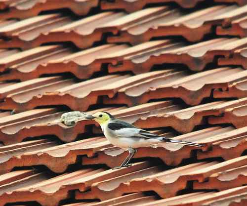 这是什么鹡鸰吗？