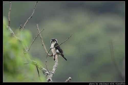 婺源之行 天望打鸟