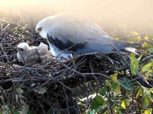 艰难生存的黑翅鸢