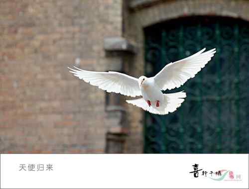 哈尔滨圣索非亚教堂天使归来