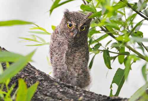 山西黎城 东方角鴞