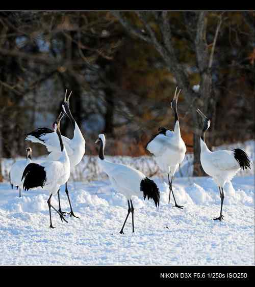 鹤鸣雪原日本札幌丹顶鹤