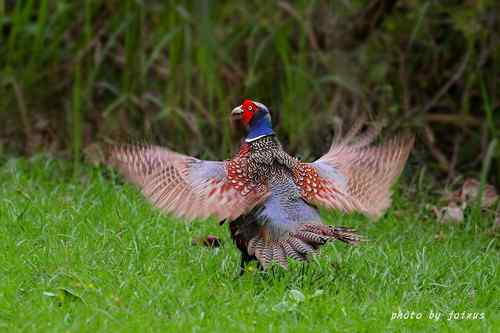 飛行及展翅之美