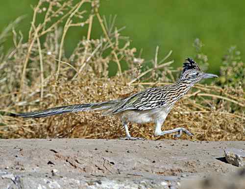美国普通走鹃 Greater Roadrunner