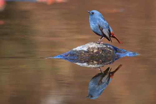 蓝色的鸟儿——红尾水鸲