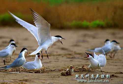 海鸥哺育喂雏——拳拳母子情