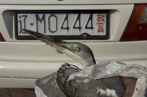 辽宁铁岭鸟人：联动救苍鹭