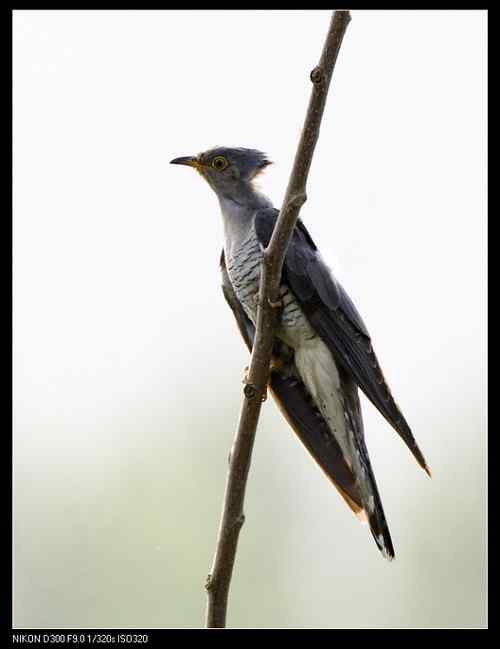 是大杜鹃还是中杜鹃