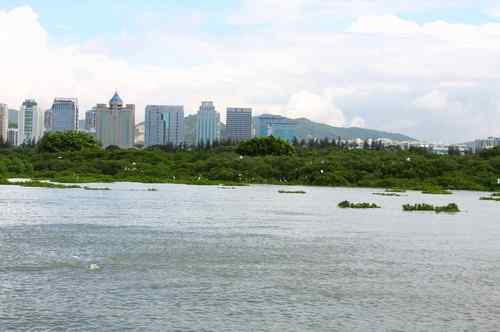 不一样的深圳湾，不一样的红树林：鸟儿的天堂