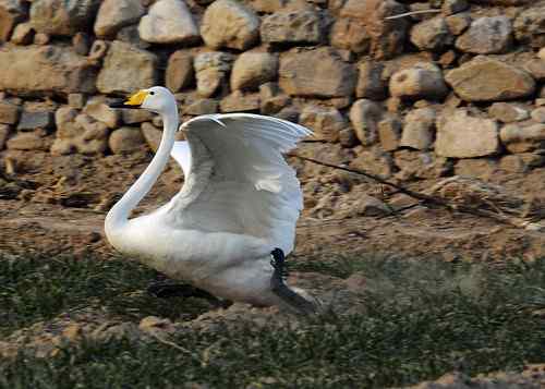 赏鹅却伤鹅:目睹了一只天鹅的受伤 赏鹅却伤鹅:目睹了一只天鹅的受伤