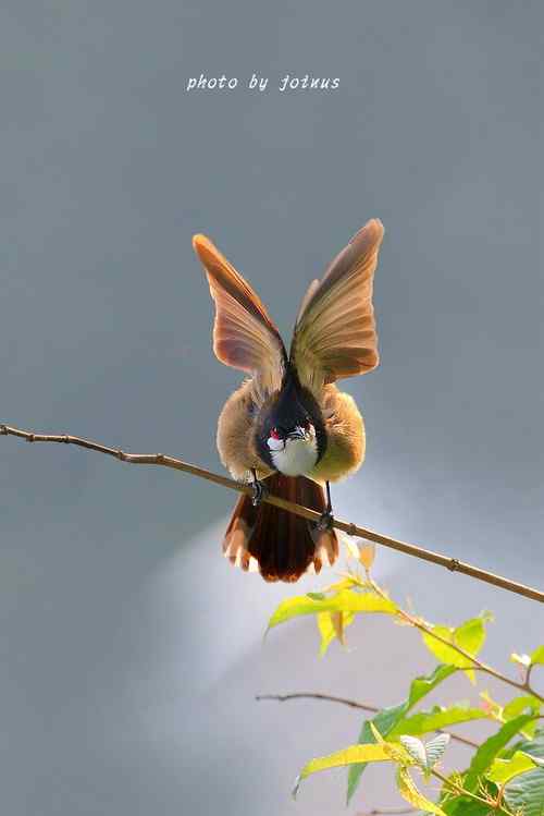 飛行及展翅之美