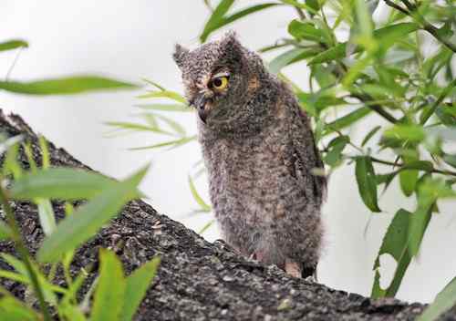 山西黎城 东方角鴞