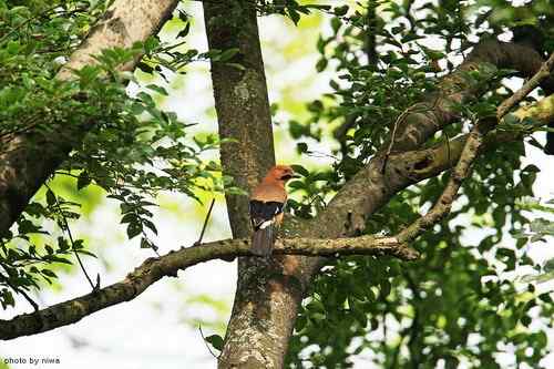 原画幅野生鸟类摄影俱乐部【精美组图】