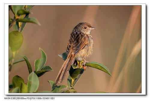 原画幅野生鸟类摄影俱乐部【精美组图】 原画幅野生鸟类摄影俱乐部【精美组图】