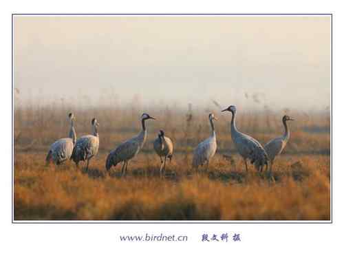 冬天里的灰鹤 清亮持久的叫声