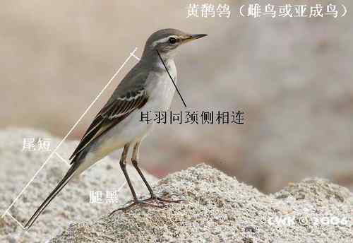 几种鹡鸰的辨别