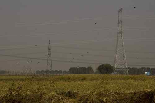 辽宁铁岭鸟人:联动救苍鹭