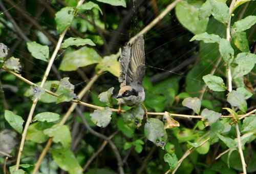 鸟友同花顺在董寨勇救小红(红头幼鸟)