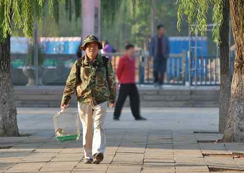 雏鸟池鹭获新生