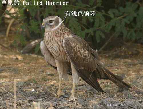 鹞的识别（归纳总结）