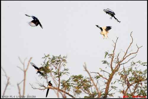 艰难生存的黑翅鸢