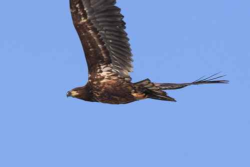 白尾海雕飞行版