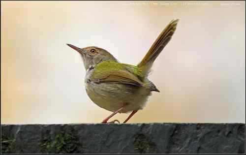 广东人观鸟散记