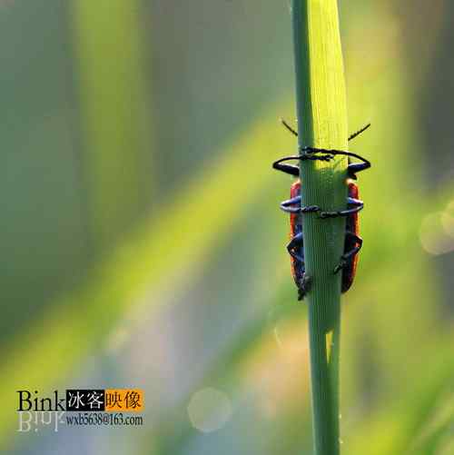 冰客的昆虫世界作品