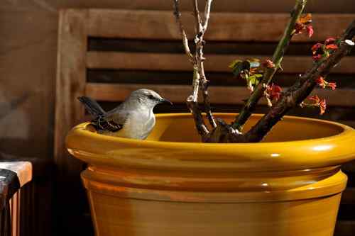 原画幅野生鸟类摄影俱乐部【精美组图】 原画幅野生鸟类摄影俱乐部【精美组图】