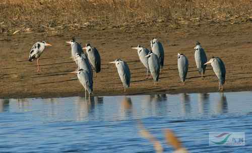 颐和园鸟人：绿头鸭蒙难获救记