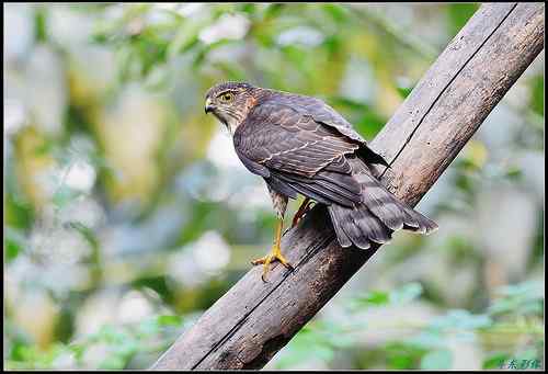 松雀鹰精彩定格照