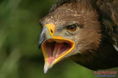 鸟人画鸟——画鹰