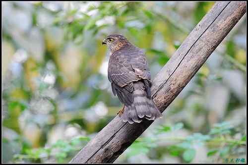 松雀鹰精彩定格照