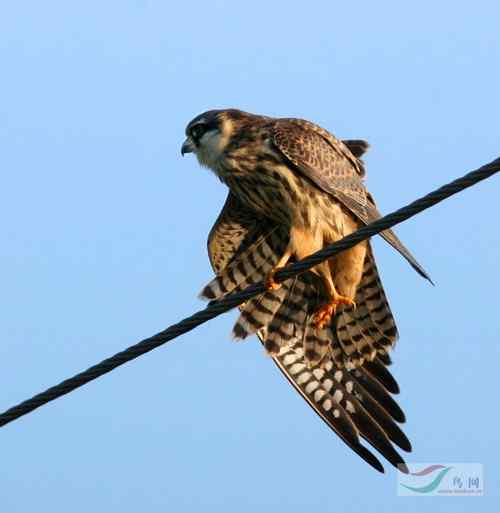 鸟网最幽默最诙谐的鸟类图片【组图】