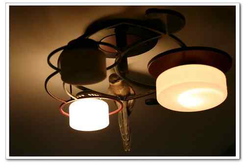 小灰喜鹊（小灰灰）