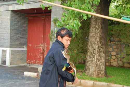 颐和园鸟人：绿头鸭蒙难获救记