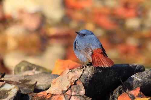 蓝色的鸟儿——红尾水鸲