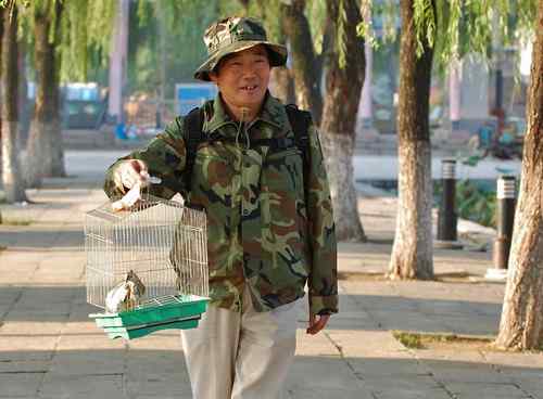 雏鸟池鹭获新生 雏鸟池鹭获新生