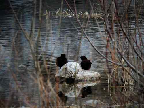 什么叫一举两得？