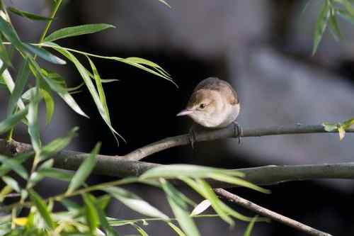 请教鸟名：这是什么莺？