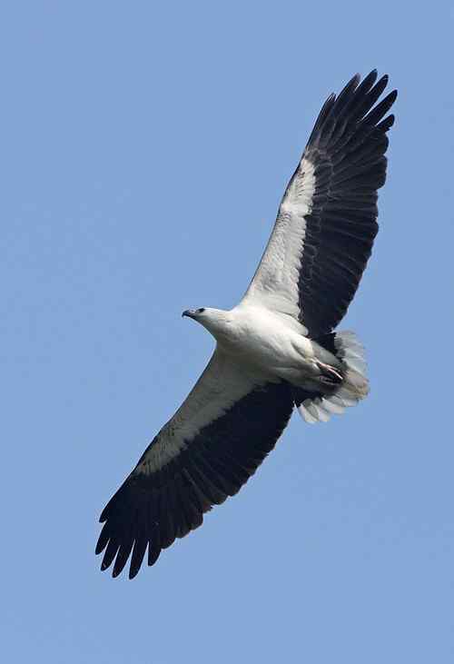 藍天白腹海鵰