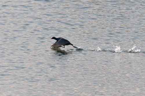 南京七里河 鸟类图片