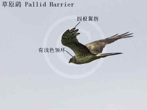 鹞的识别（归纳总结）