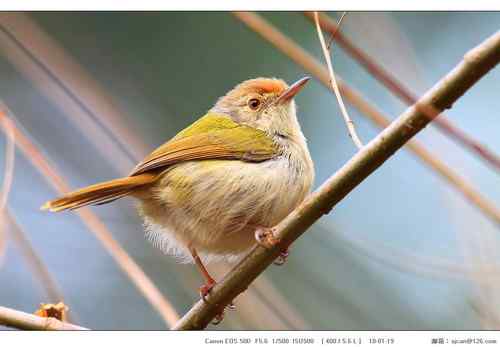 广东人观鸟散记