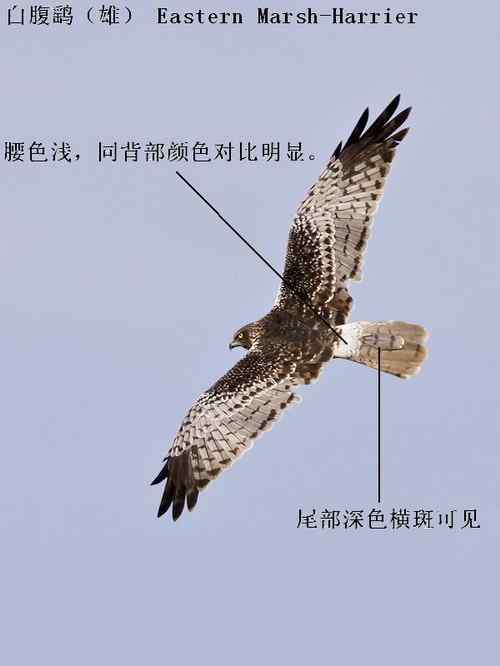 鹞的识别（归纳总结）
