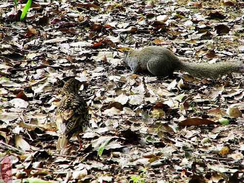 虎鸫觅蚯蚓 松鼠嗑坚果 和平共处不战争