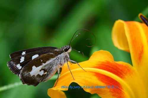 南昆山蝴蝶蜻蜓初探