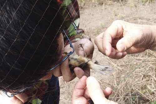 小小鸟人在行动 解救被困小鸟