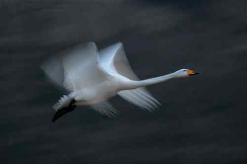 《慢门天鹅专集》慢门裸浴和慢门风光