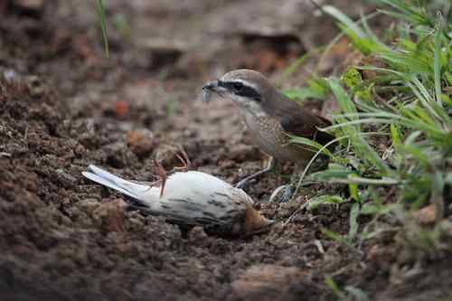 红尾伯劳 捕雀记